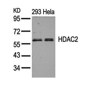 HDAC2 (Ab-394) Antibody