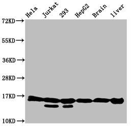 HIST1H3A (Ab-122) antibody