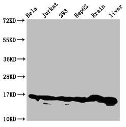 HIST1H3A (Ab-122) antibody