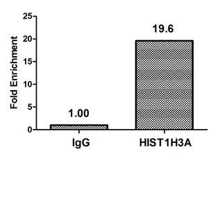 HIST1H3A (Ab-27) Antibody