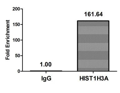 HIST1H3A (Ab-27) Antibody