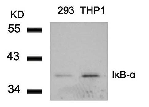 IκB-α (Ab-42) Antibody