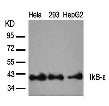 IkB-ε (Ab-22) Antibody