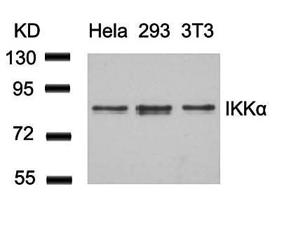 IKK α (Ab-23) Antibody