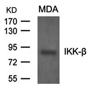 IKK-β (Ab99) Antibody
