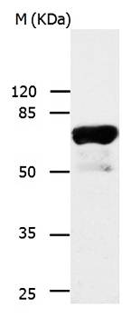 IL23R Antibody