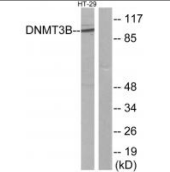 DNMT3B Antibody