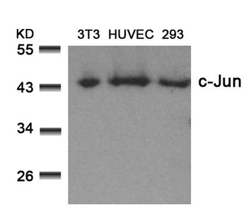 JUN (Ab-73) antibody