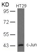 JUN (Ab-93) antibody