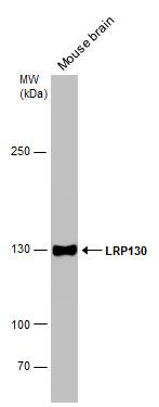 LRP130 antibody