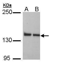 LRP130 antibody