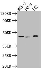 MAPK14 antibody