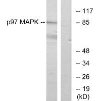 MAPK6 antibody