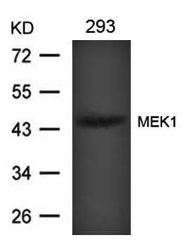 MEK1 (Ab-221) Antibody