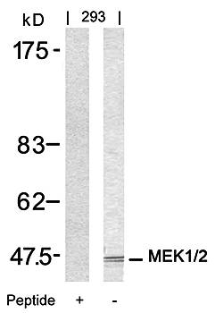 MEK1/MEK2 (Ab-217/221) Antibody
