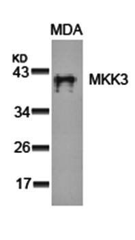 MKK3 (Ab89) Antibody