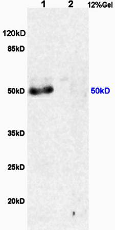 MSR1 antibody