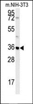 MTCH2 antibody