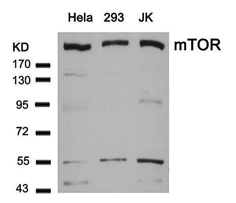 mTOR (Ab-2448) Antibody