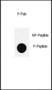 Nanog (phospho-Ser285) antibody
