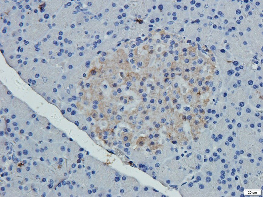 NECT4 antibody