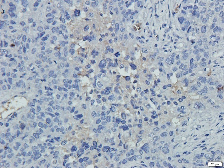 NECT4 antibody
