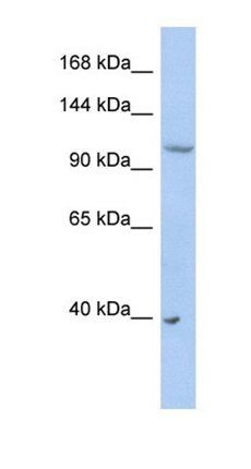 NEDD4L antibody