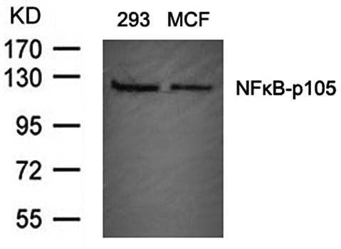 NFκB-p105(Ab-907) Antibody