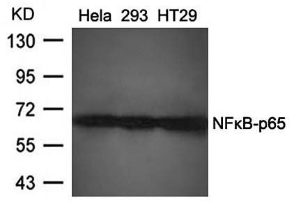 NFκB-p65 (Ab-468) Antibody