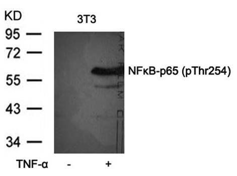 NFκB-p65 (Phospho-Thr254) Antibody