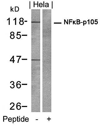 NFκB-p105 (Ab-932) Antibody