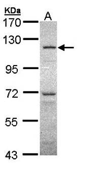O-GlcNAc transferase antibody