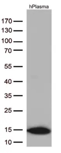 CST3 Antibody