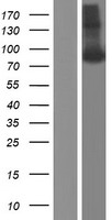 Amyloid Precursor Protein (APP) Human Over-expression Lysate