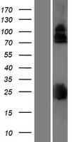 LRRC4B Human Over-expression Lysate