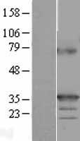 TNFSF9 Human Over-expression Lysate