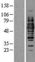 Occludin (OCLN) Human Over-expression Lysate