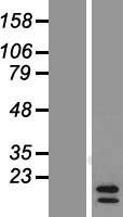 Eotaxin 2 (CCL24) Human Over-expression Lysate
