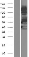 NABC1 (BCAS1) Human Over-expression Lysate