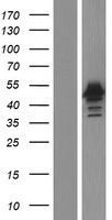 RBMS1 Human Over-expression Lysate