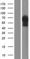 C18orf25 Human Over-expression Lysate