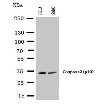 Caspase-3 (P10)/CASP3 Antibody