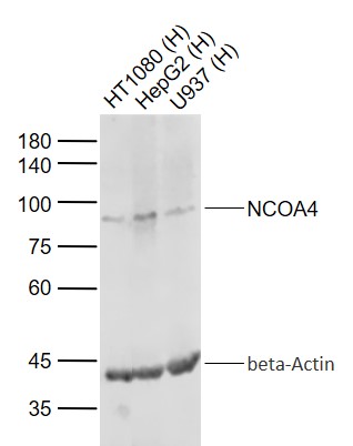 NCOA4 antibody