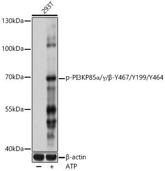 PI3KP85alpha/gamma/beta (Phospho-Y467/Y199/Y464) antibody
