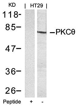 PKCθ (Ab-695) Antibody