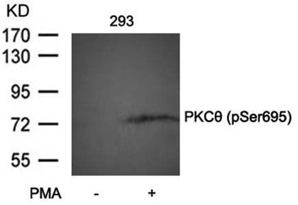 PKCθ (Phospho-Ser695) Antibody