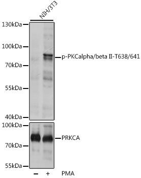PKCalpha/beta II (Phospho-T638/641) antibody
