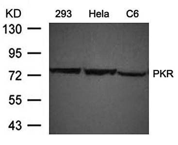 PKR (Ab-446) Antibody