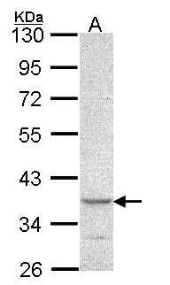 SCAP2 antibody