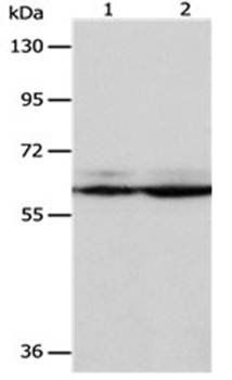 PSMD3 Antibody